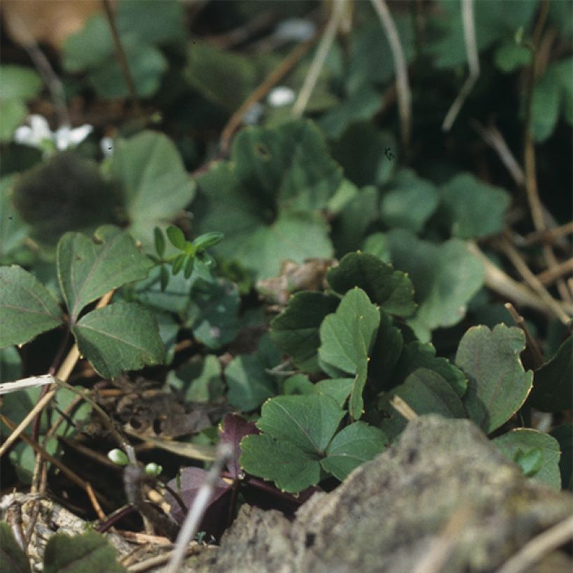 Cardamine trifolia - Dreiblättriges Schaumkraut (Foliage)
