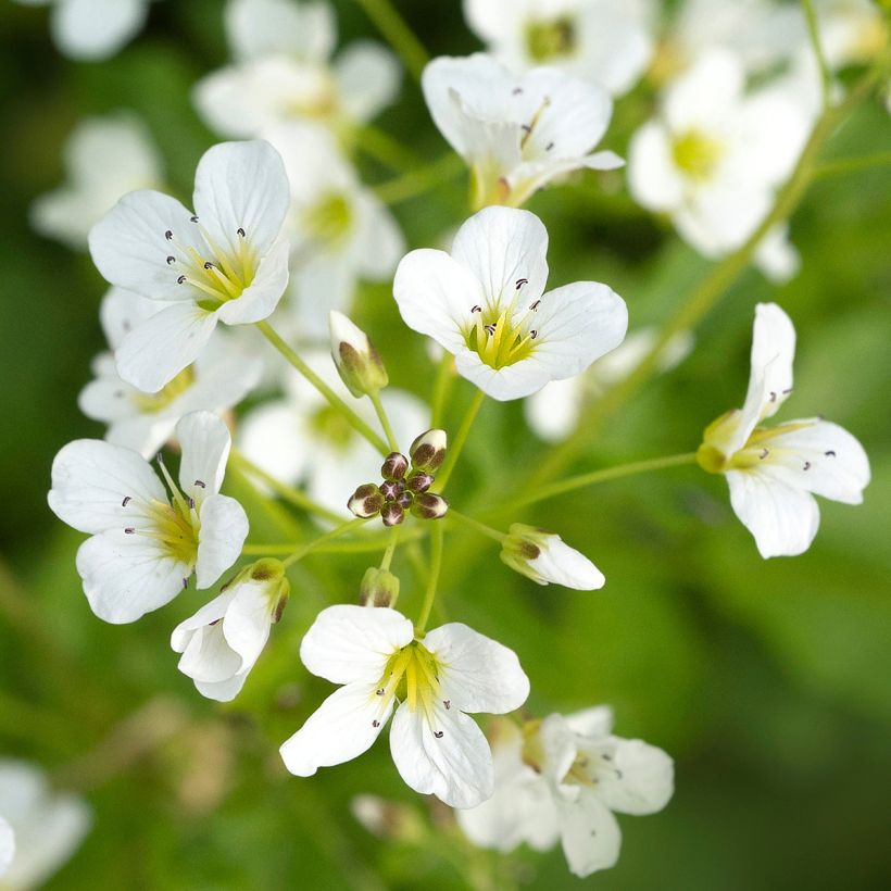 Cardamine yezoensis - Schaumkraut (Flowering)