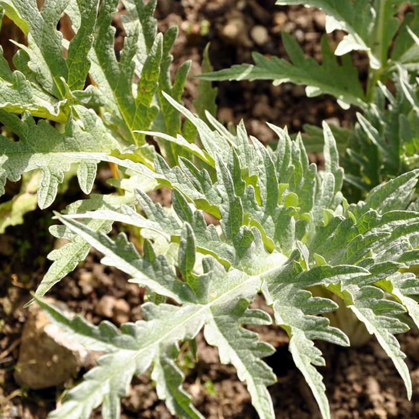 Kardy Vert de Vaulx-en-Velin (Samen) (Foliage)