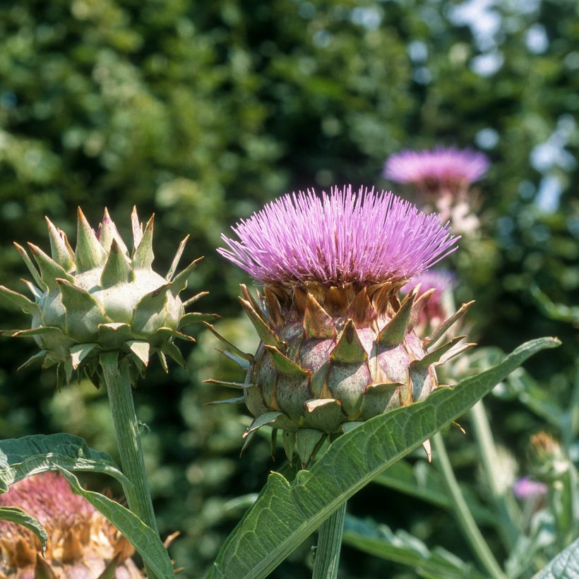 Wilde Artischocke plein blanc inerme - Cynara cardunculus (Flowering)
