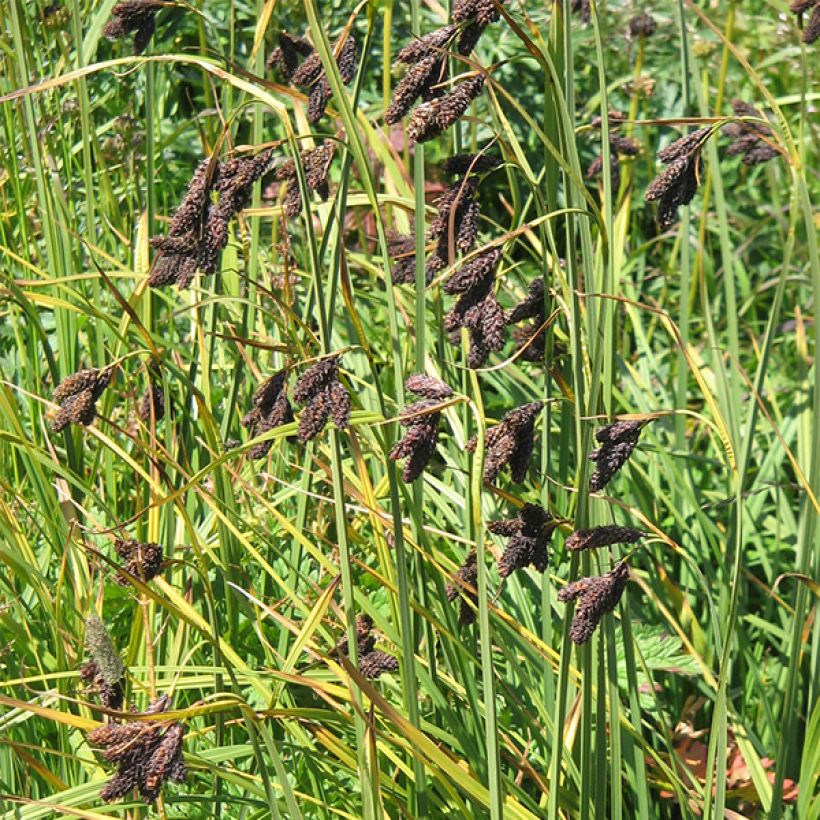 Carex atrata - Schwarze Segge (Flowering)