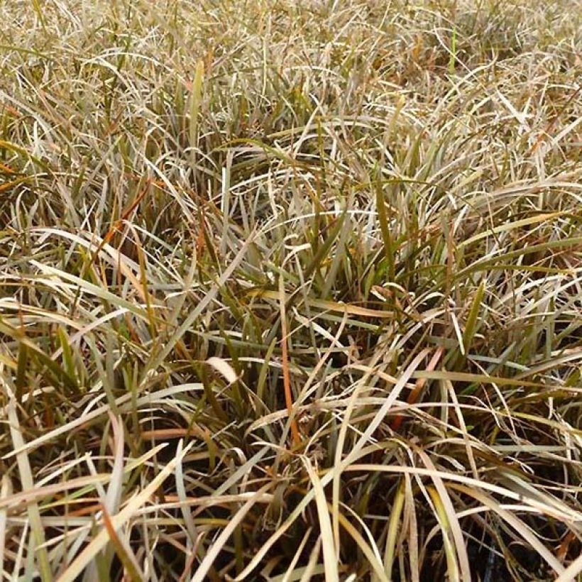 Carex berggrenii - Zwerg-Segge (Foliage)