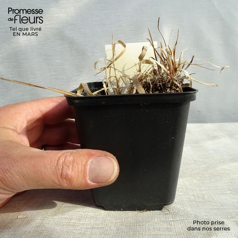 Example of Carex berggrenii - Zwerg-Segge Kleine Töpfe von 8/9 cm as you get in hiver