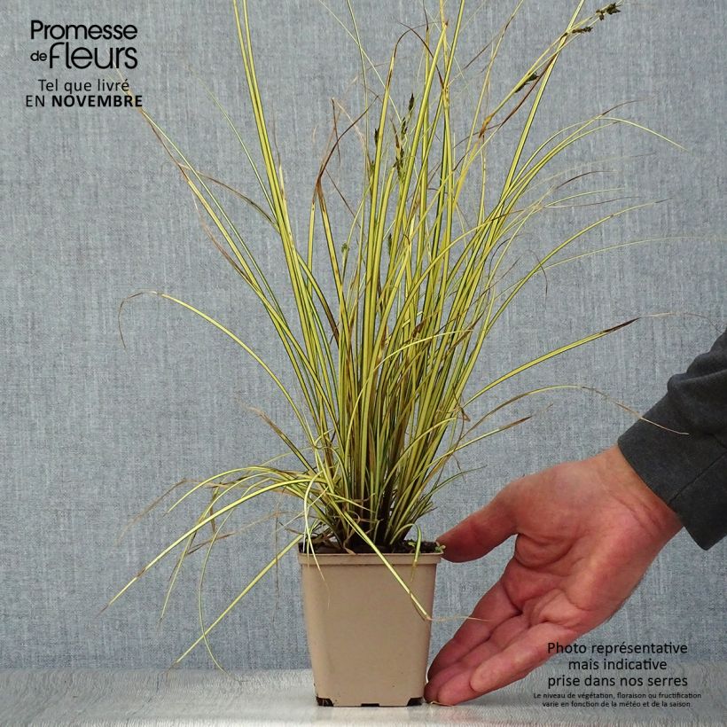 Example of Carex brunnea Jenneke - Segge Kleine Töpfe von 8/9 cm as you get in automne