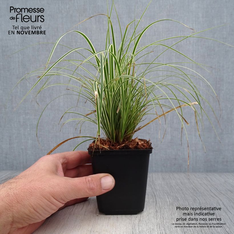 Example of Carex brunnea Variegata - Segge Kleine Töpfe von 8/9 cm as you get in automne