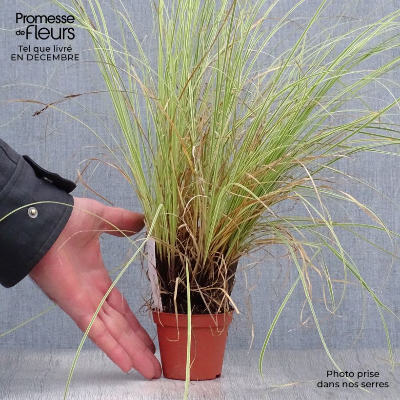 Exemplar von Carex brunnea Variegata - Segge Kleine Töpfe von 8/9 cm wie im Winter geliefert