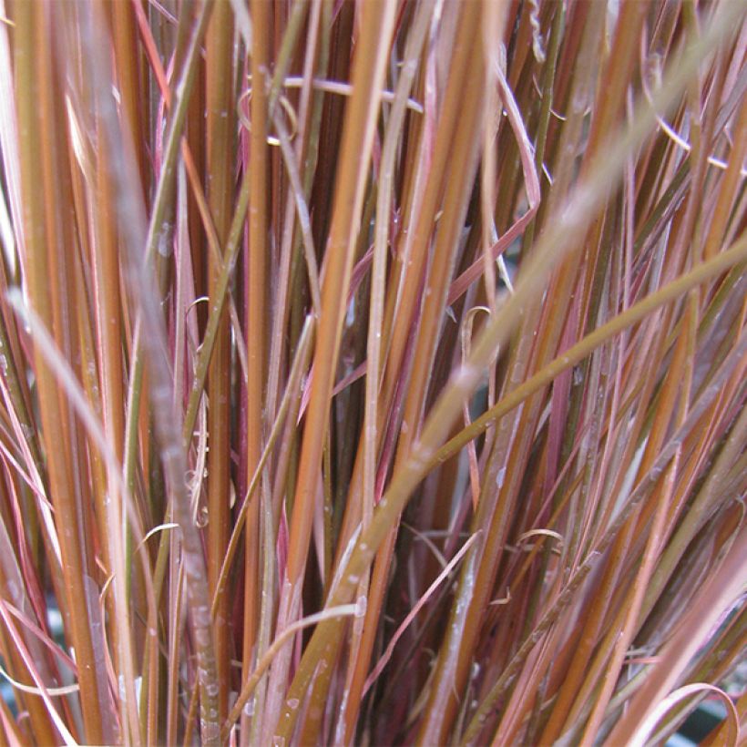 Carex buchananii - Fuchsrote Neuseeland-Segge (Foliage)