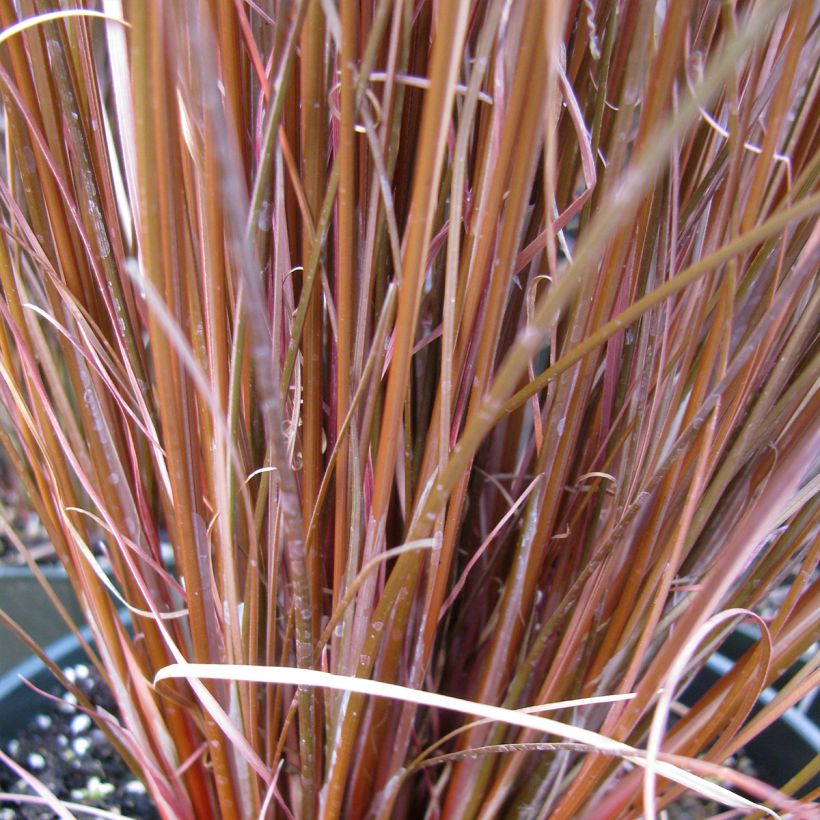 Carex buchananii Red Rooster - Fuchsrote Neuseeland-Segge (Foliage)