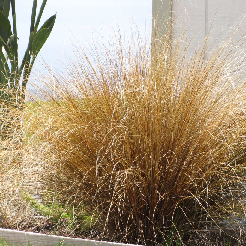 Carex buchananii Red Rooster - Fuchsrote Neuseeland-Segge (Plant habit)