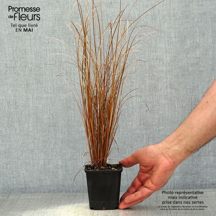 Exemplar von Carex buchananii Red Rooster - Fuchsrote Neuseeland-Segge Kleine Töpfe von 8/9 cm wie im Frühjahr geliefert