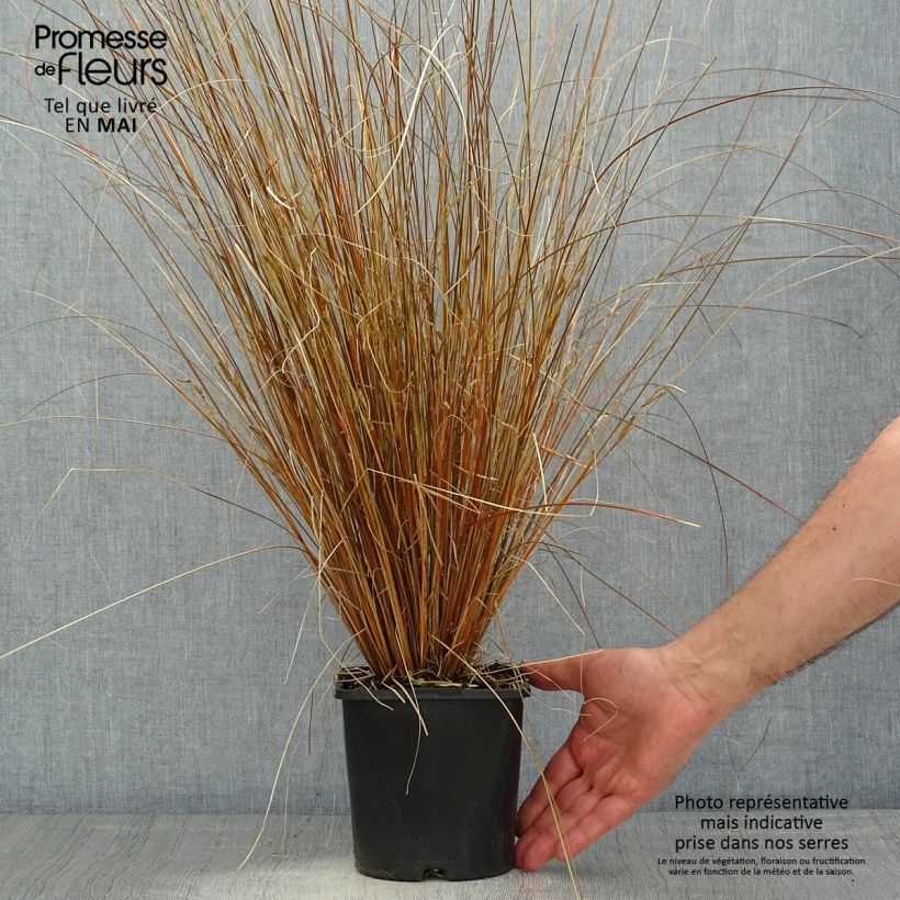 Exemplar von Carex buchananii Red Rooster - Fuchsrote Neuseeland-Segge Topf mit 2L/3L wie im Frühjahr geliefert