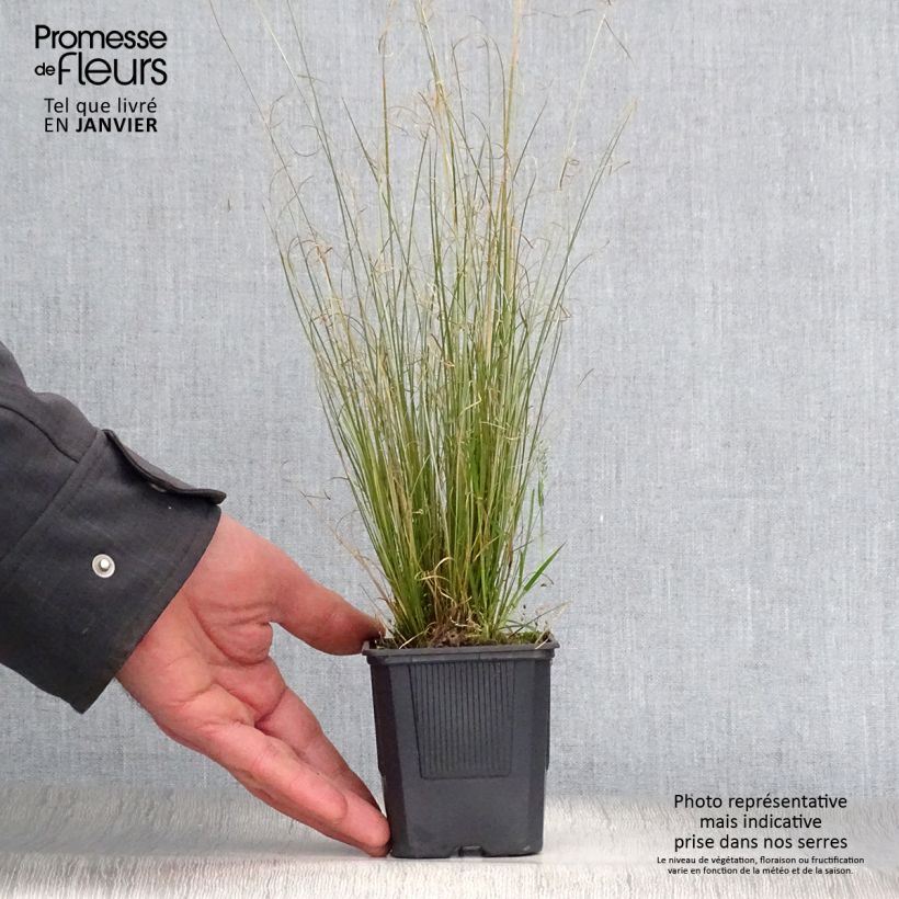 Exemplar von Carex buchananii Viridis - Fuchsrote Neuseeland-Segge Kleine Töpfe von 8/9 cm wie im Winter geliefert