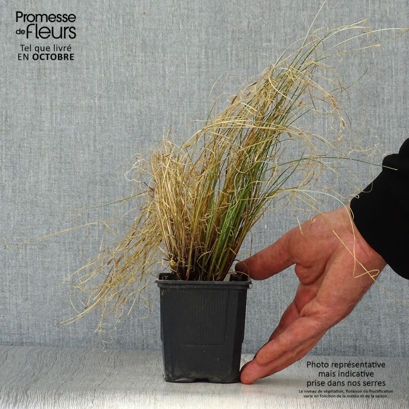 Example of Carex buchananii Viridis - Fuchsrote Neuseeland-Segge Kleine Töpfe von 8/9 cm as you get in automne