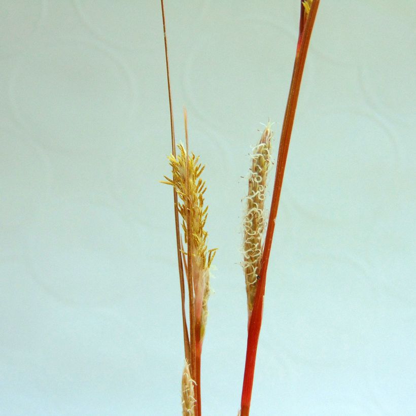 Carex buchananii - Fuchsrote Neuseeland-Segge (Flowering)