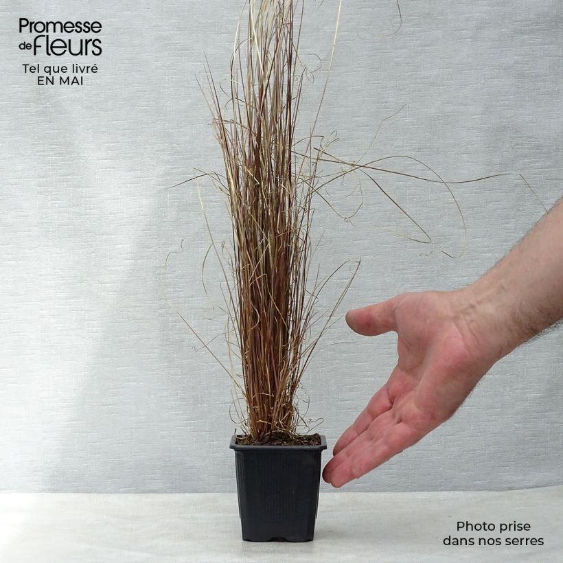 Exemplar von Carex buchananii - Fuchsrote Neuseeland-Segge Kleine Töpfe von 8/9 cm wie im Frühjahr geliefert