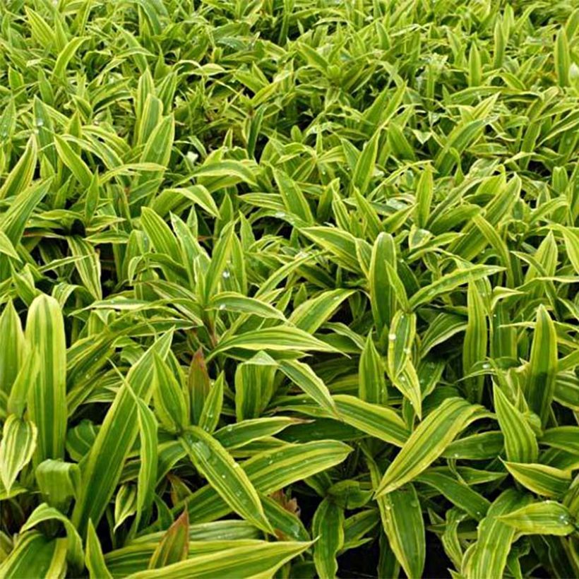 Carex ciliatomarginata Shima Nishiki - Segge (Foliage)