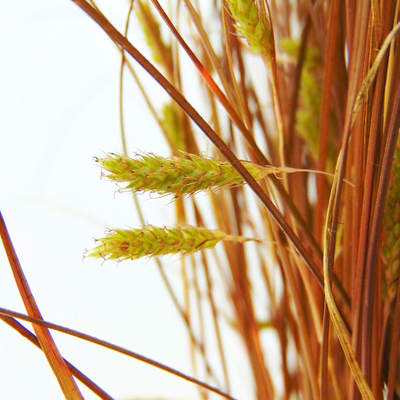 Carex comans Bronze Form - Neuseeländische Segge (Flowering)