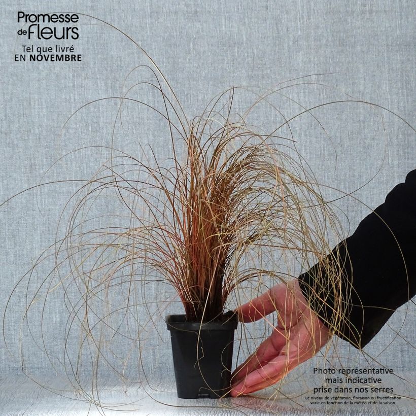 Example of Carex comans Bronze Form - Neuseeländische Segge Kleine Töpfe von 8/9 cm as you get in automne
