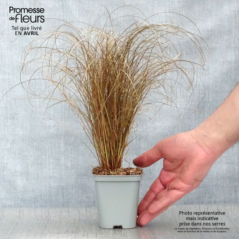 Exemplar von Carex comans Bronze Form - Neuseeländische Segge Kleine Töpfe von 8/9 cm wie im Frühjahr geliefert