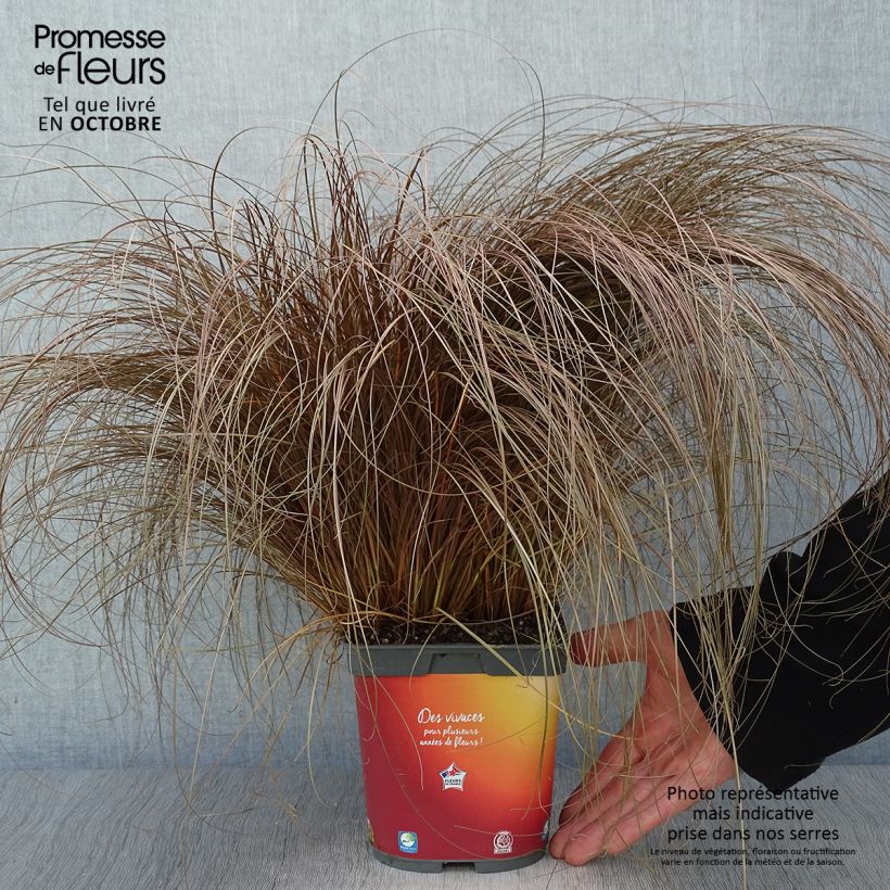 Example of Carex comans Bronze Form - Neuseeländische Segge Topf mit 2L/3L as you get in automne