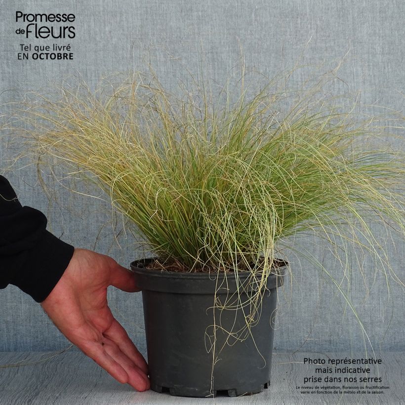 Example of Carex comans Frosted Curls - Neuseeländische Segge Topf mit 2L/3L as you get in automne
