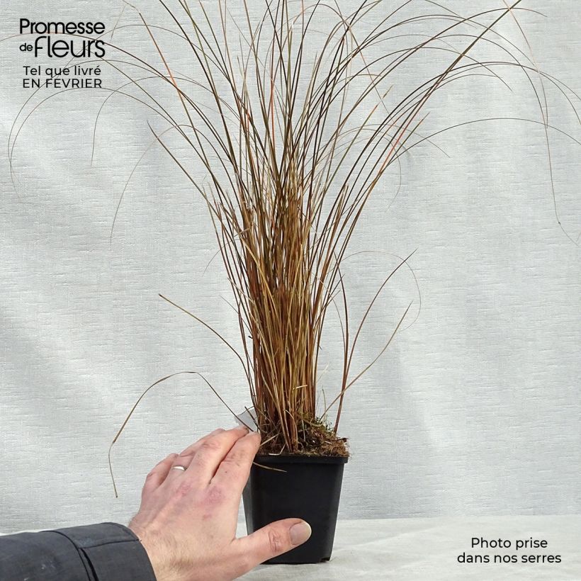 Exemplar von Carex comans Milk Chocolate - Neuseeländische Segge Kleine Töpfe von 8/9 cm wie im Winter geliefert