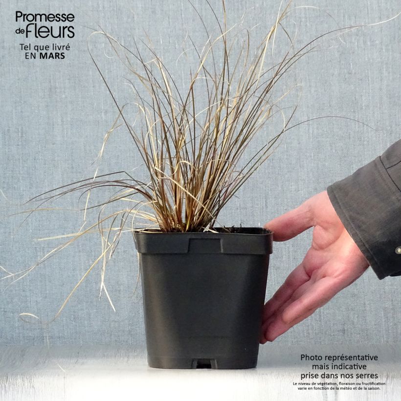 Exemplar von Carex comans Milk Chocolate - Neuseeländische Segge Topf mit 2L/3L wie im Frühjahr geliefert