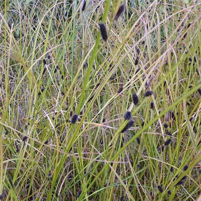 Carex dipsacea - Neuseeland-Segge (Flowering)