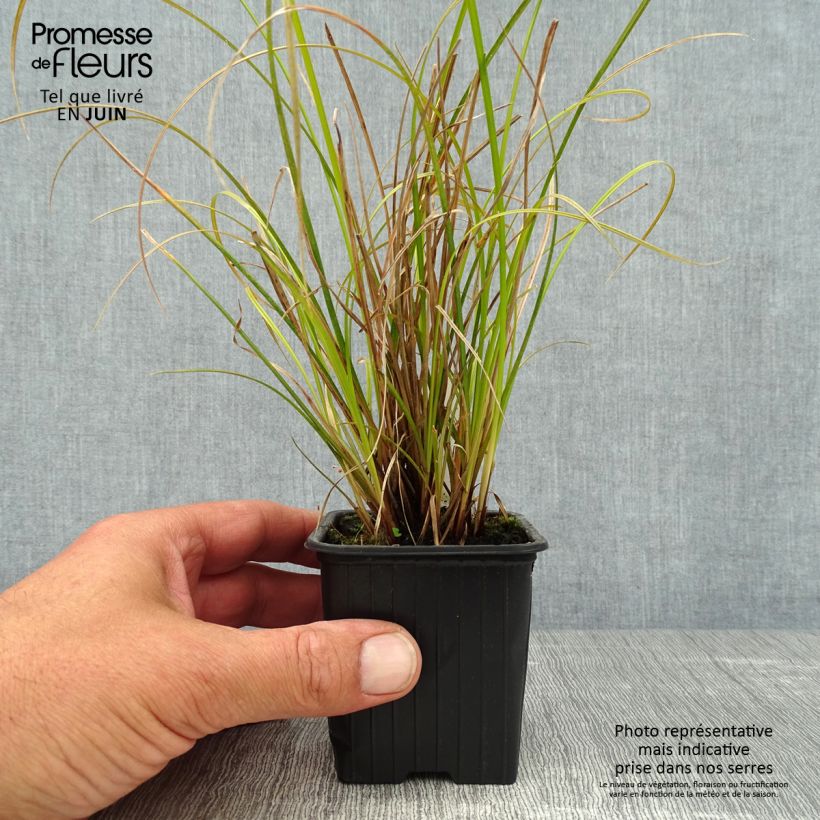 Example of Carex dipsacea - Neuseeland-Segge Kleine Töpfe von 8/9 cm as you get in ete