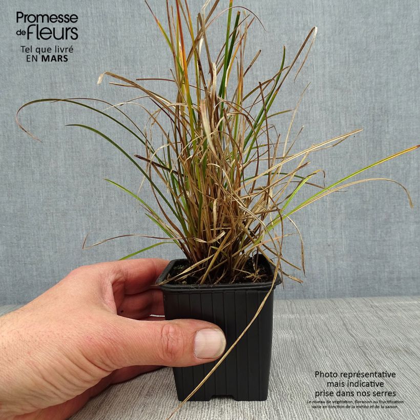 Exemplar von Carex dipsacea - Neuseeland-Segge Kleine Töpfe von 8/9 cm wie im Frühjahr geliefert
