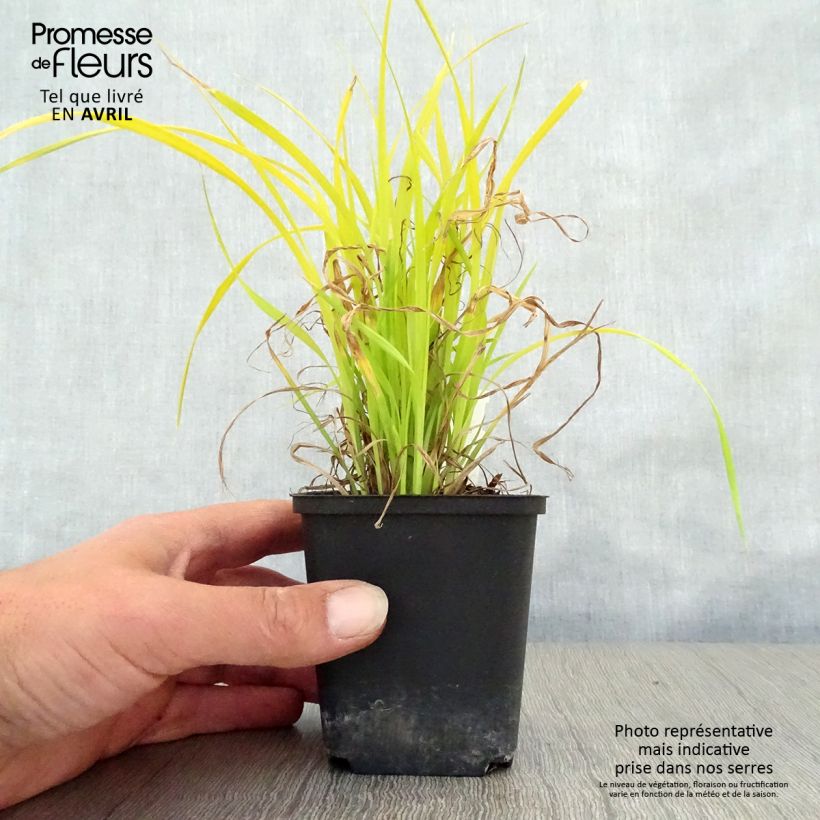 Exemplar von Carex elata Aurea - Steife Segge Kleine Töpfe von 8/9 cm wie im Frühjahr geliefert