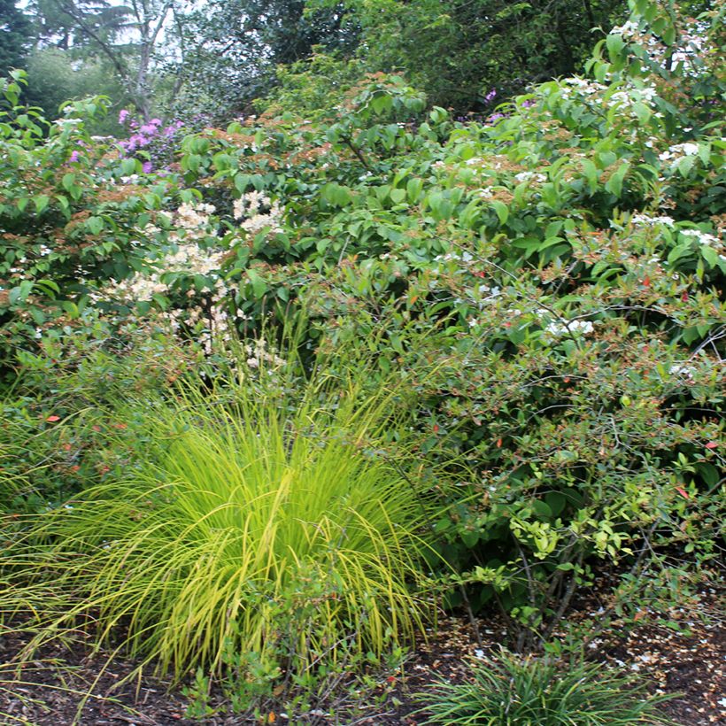 Carex elata Aurea - Steife Segge (Plant habit)