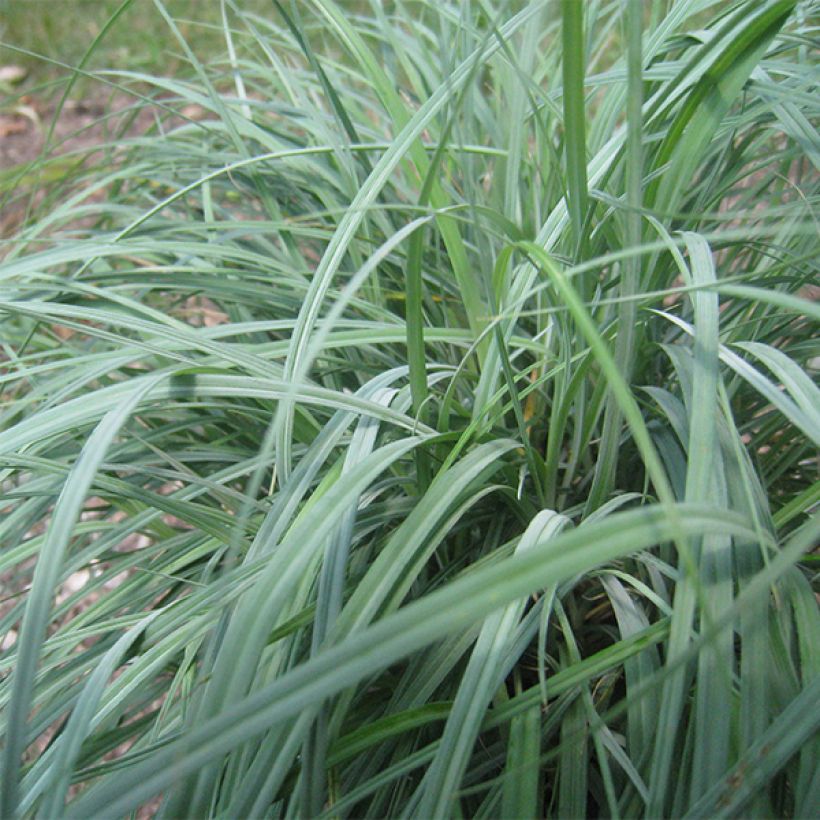 Carex flacca - Blaugrüne Segge (Foliage)