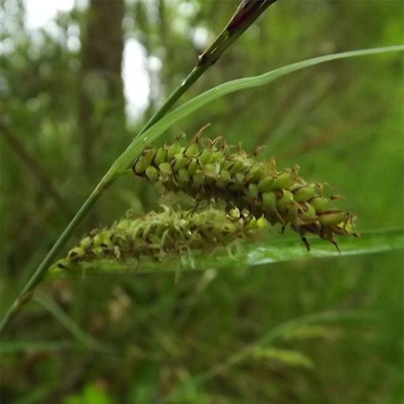 Carex flacca - Blaugrüne Segge (Flowering)