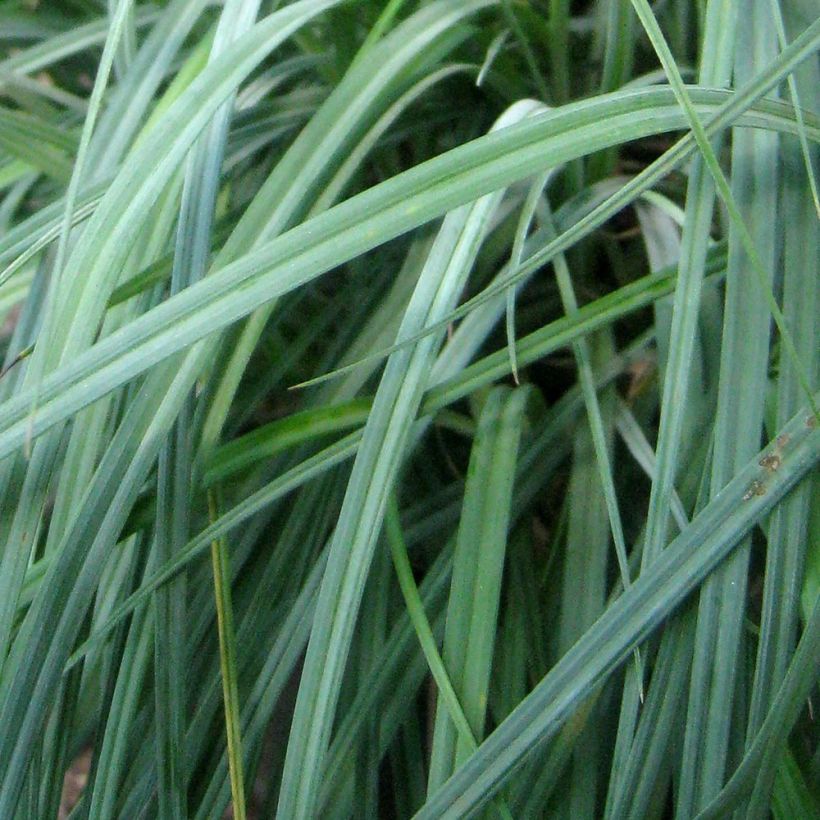 Carex flacca Blue Zinger - Blaugrüne Segge (Foliage)