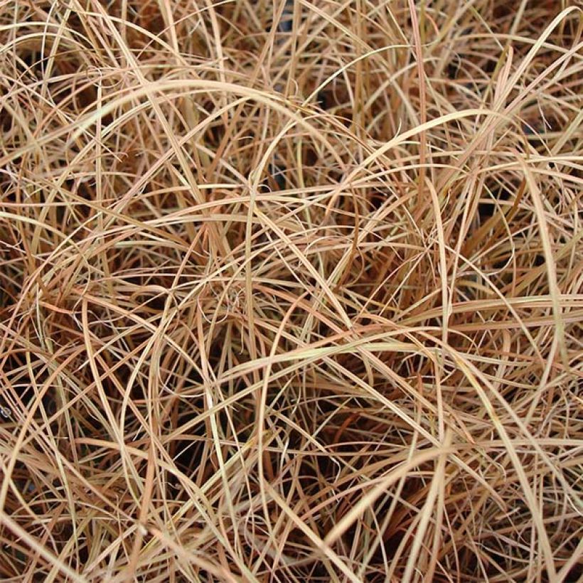 Carex flagellifera - Peitschentragende Segge (Foliage)
