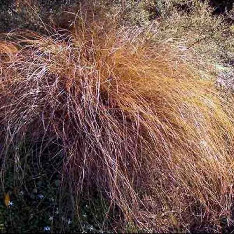 Carex flagellifera - Peitschentragende Segge (Plant habit)