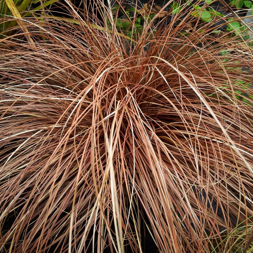 Carex flagellifera Bronzita - Peitschentragende Segge (Plant habit)