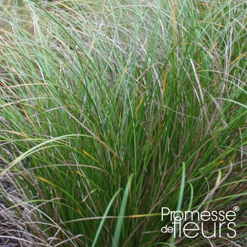 Carex flagellifera Kiwi - Peitschentragende Segge (Foliage)