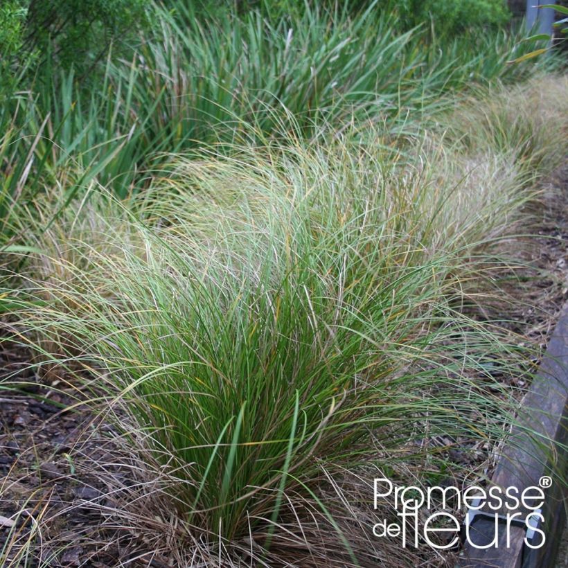 Carex flagellifera Kiwi - Peitschentragende Segge (Plant habit)