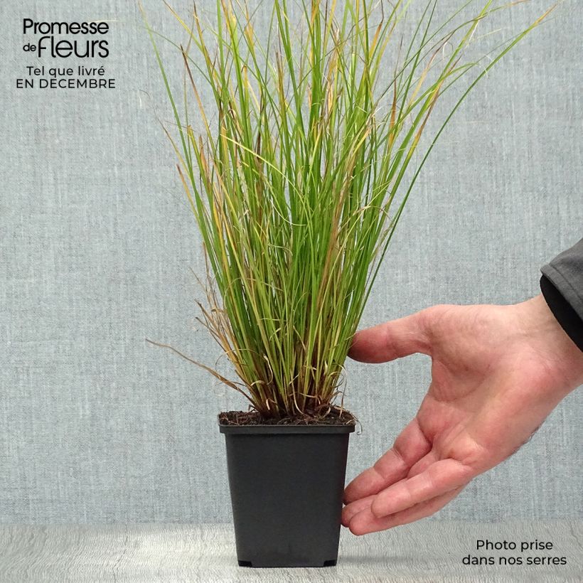 Exemplar von Carex flagellifera Kiwi - Peitschentragende Segge Kleine Töpfe von 8/9 cm wie im Winter geliefert