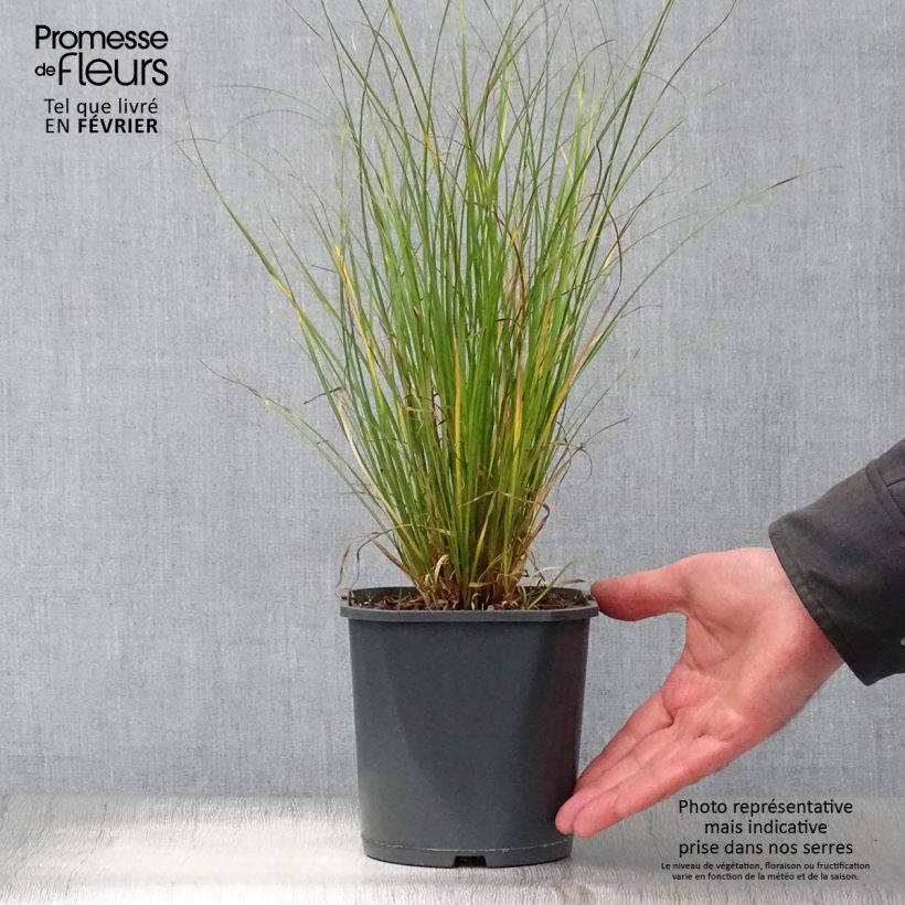 Example of Carex flagellifera - Peitschentragende Segge Topf mit 2L/3L as you get in hiver