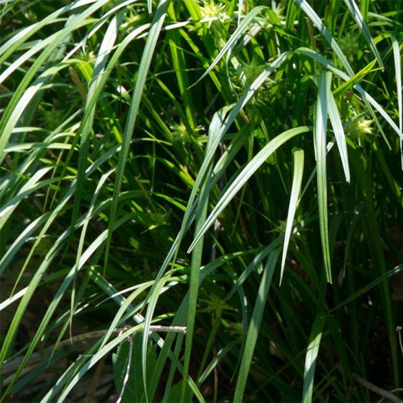 Carex grayi - Morgenstern-Segge (Foliage)