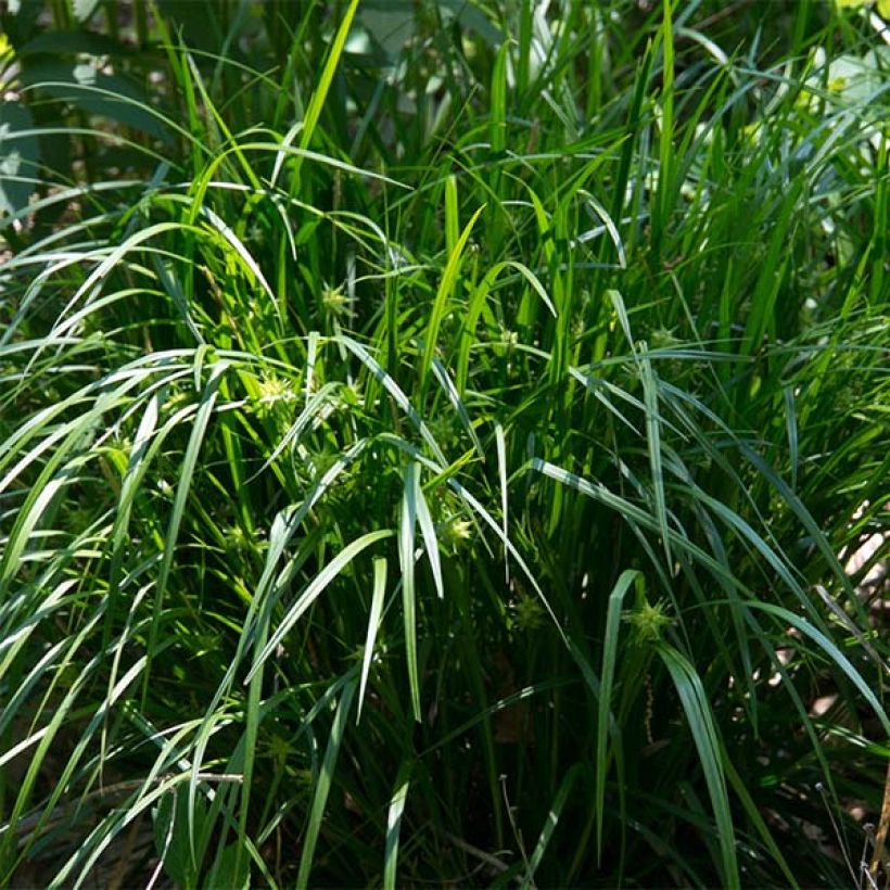 Carex grayi - Morgenstern-Segge (Plant habit)
