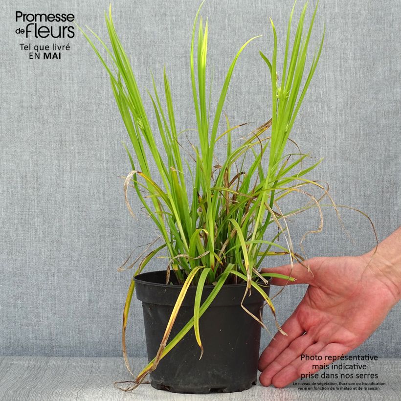 Exemplar von Carex grayi - Morgenstern-Segge Topf mit 2L/3L wie im Frühjahr geliefert