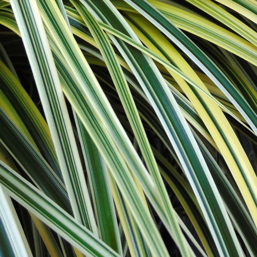Carex oshimensis Feather Falls - Oshima-Segge (Foliage)