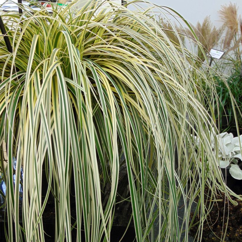 Carex oshimensis Feather Falls - Oshima-Segge (Plant habit)