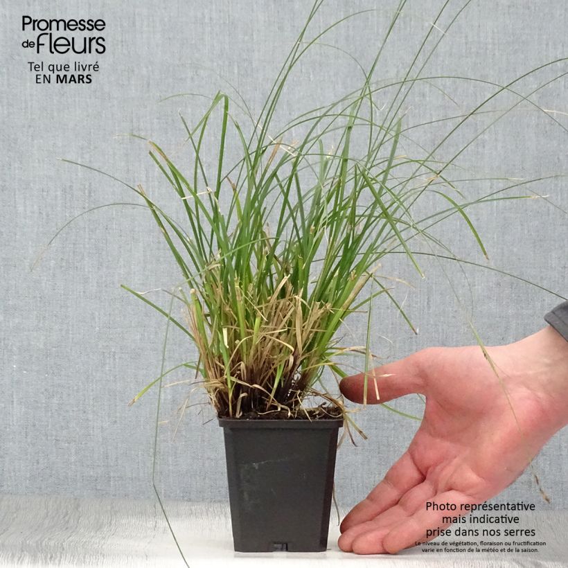 Exemplar von Carex lenta Osaka Kleine Töpfe von 8/9 cm wie im Frühjahr geliefert