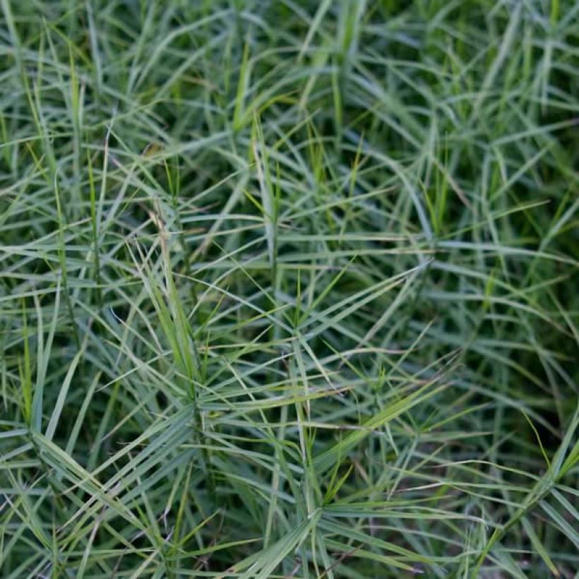 Carex muskingumensis Little Midge - Palmwedel-Segge (Foliage)