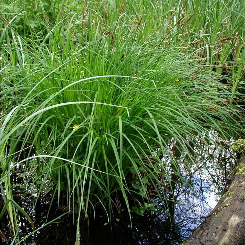 Carex montana - Berg-Segge (Plant habit)